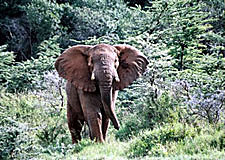 Kenya-Masai Mara-Masai Mara Equestrian Safari
